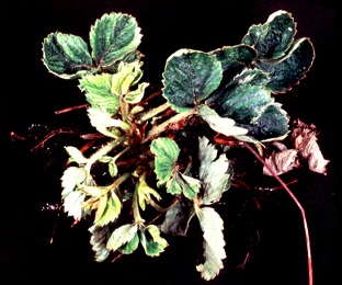 Affected leaves by tarsonemid mite which are curling upwards at the margins
